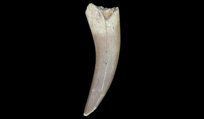 Fossil Plesiosaur (Zarafasaura) Tooth - Morocco #78418